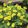 Potted Perennial Plants - Purple & Yellow Collection