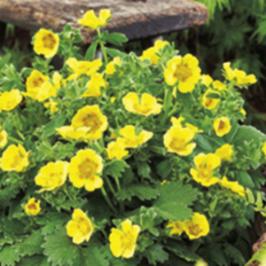 Potted Perennial Plants - Purple & Yellow Collection