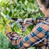 Power Roll Pruner