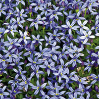 Pratia pedunculata Plant - County Park