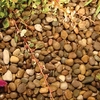 Premium Balmoral Pebbles - Bulk