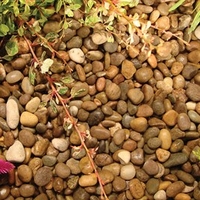 Premium Balmoral Pebbles - Bulk