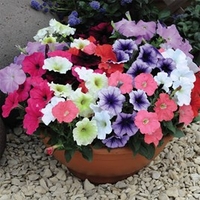 Pretty Basket Collection