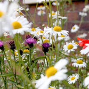 Pretty Perennials Mix Seeds