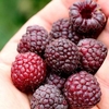 Primeberry Plant - Malling Passion