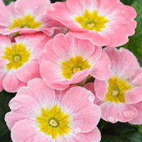 Primrose (<i>Primula acaulis</i>) Appleblossom Plants