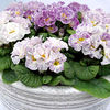Primrose (<i>Primula acaulis</i>) Blueberry Ice Plants
