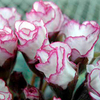 Primrose (<i>Primula acaulis</i>) Candy Parade Plants