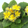 Primrose (<i>Primula acaulis</i>) Green Gage Plants