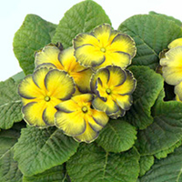 Primrose (<i>Primula acaulis</i>) Green Gage Plants