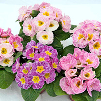 Primrose (<i>Primula acaulis</i>) Ice Plants Twin Pack