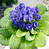 Primrose (<i>Primula acaulis</i>) Patriotic Parade Plant Collection