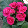 Primrose (<i>Primula acaulis</i>) Scarlet Parade Plants