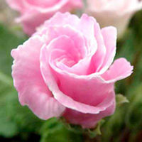 Primrose (<i>Primula acaulis</i>) Sorbet Parade Plants