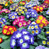 Primrose (<i>Primula acaulis</i>) Starflame Mix Plants