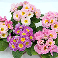 Primrose (<i>Primula acaulis</i>) Strawberry Ice Plants