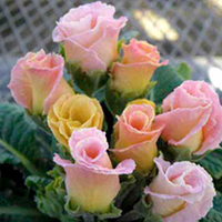 Primrose (<i>Primula acaulis</i>) Sweet Parade Plants
