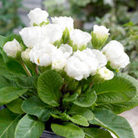 Primrose (<i>Primula acaulis</i>) White Parade Plants