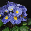 Primrose (<i>Primula acaulis</i>) Zebra Blue F1 Plants