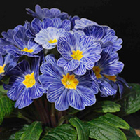 Primrose (<i>Primula acaulis</i>) Zebra Blue F1 Plants