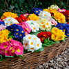 Primrose Plant - Rambo