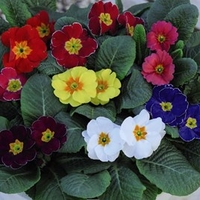Primrose Plants - Husky Mixed