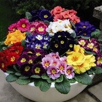 Primrose Plants - Husky Mixed