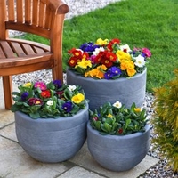 Primrose Plants - 100 Days of Flowering Mix