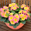 Primrose Plants - Chameleon