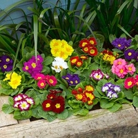 Primrose Plants - F1 Select Mix
