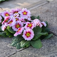Primrose Plants - Rambo Appleblossom