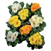 Primrose Plants - Rambo Daffodil Mix