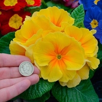 Primrose Plants - Rambo Mix