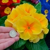 Primrose Plants - Rambo Mix