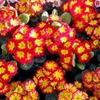 Primrose Plants - Rambo Red Flame