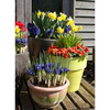 Primrose Plants/Daffodil Bulb Offer - Twin Pack