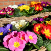 Primula acaulis Plants - Primus