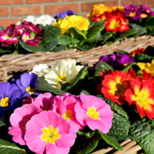 Primula acaulis Plants - Primus