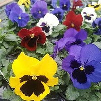 Primula and Pansy Plants - Mix