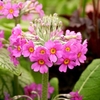 Primula beesiana Plant
