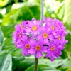 Primula beesiana plants