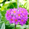 Primula beesiana plants