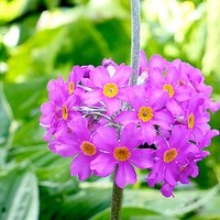 Primula beesiana plants