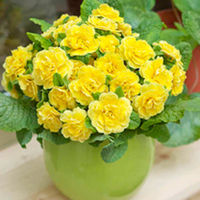 Primula Belarina Plants - Buttercup