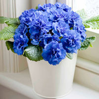 Primula Belarina Plants - Cobalt