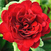 Primula Belarina Plants - Collection
