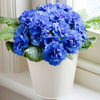 Primula belarina Plants - Lucky Dip Collection