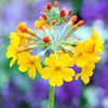 Primula Candelabra Plants - Bulleyana