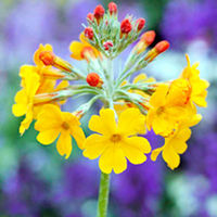 Primula Candelabra Plants - Bulleyana