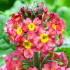 Primula Candelabra Plants - Chungensis